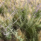 Showtuin Aartselaar Perovskia Stipa Showtuin rreac04 Publiek Aartselaar Perovskia Stipa